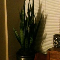 Location: Newport News, VA
Date: 2014-02-13
My snake plant set in the pot it will be moving to.