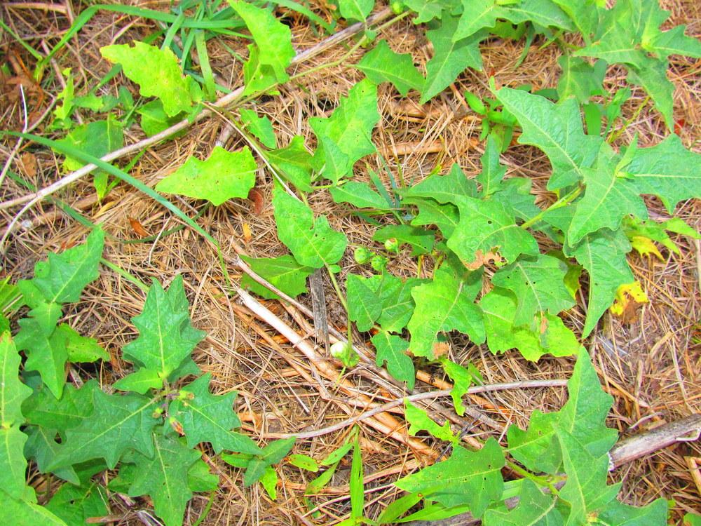 Photo of Horse Nettle (Solanum carolinense) uploaded by jmorth