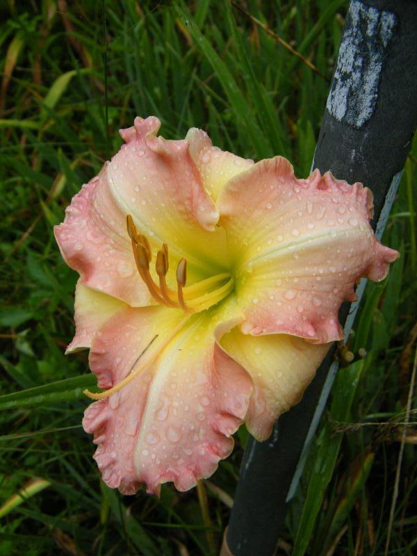 Photo of Daylily (Hemerocallis 'Antique Rose') uploaded by nutsfordaylily