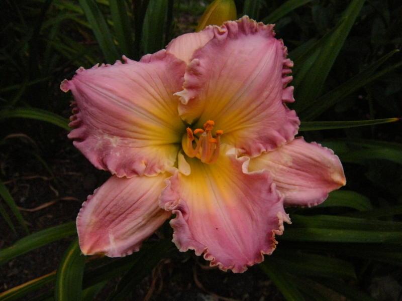 Photo of Daylily (Hemerocallis 'Angel in Disguise') uploaded by nutsfordaylily