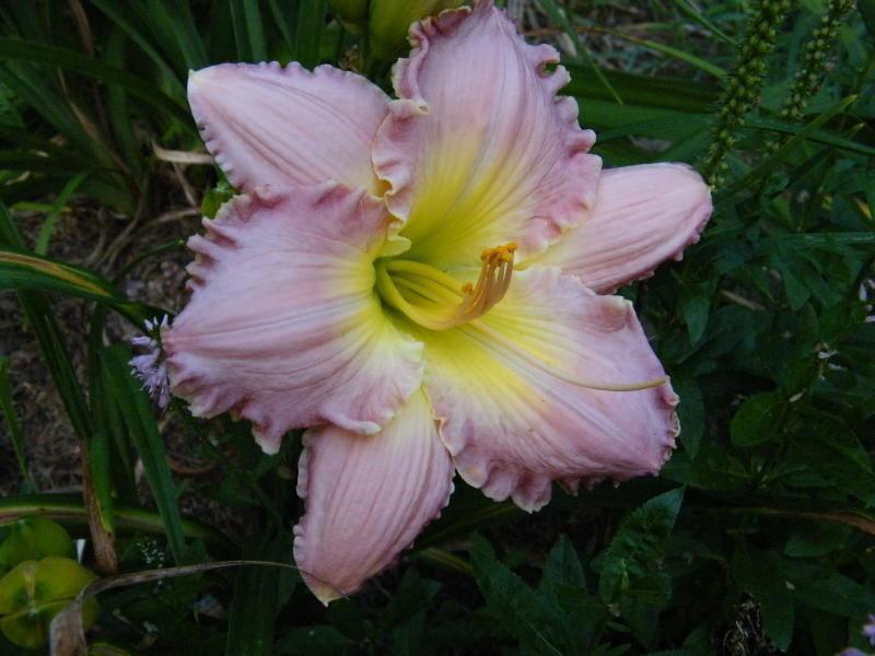 Photo of Daylily (Hemerocallis 'Angel in Disguise') uploaded by nutsfordaylily