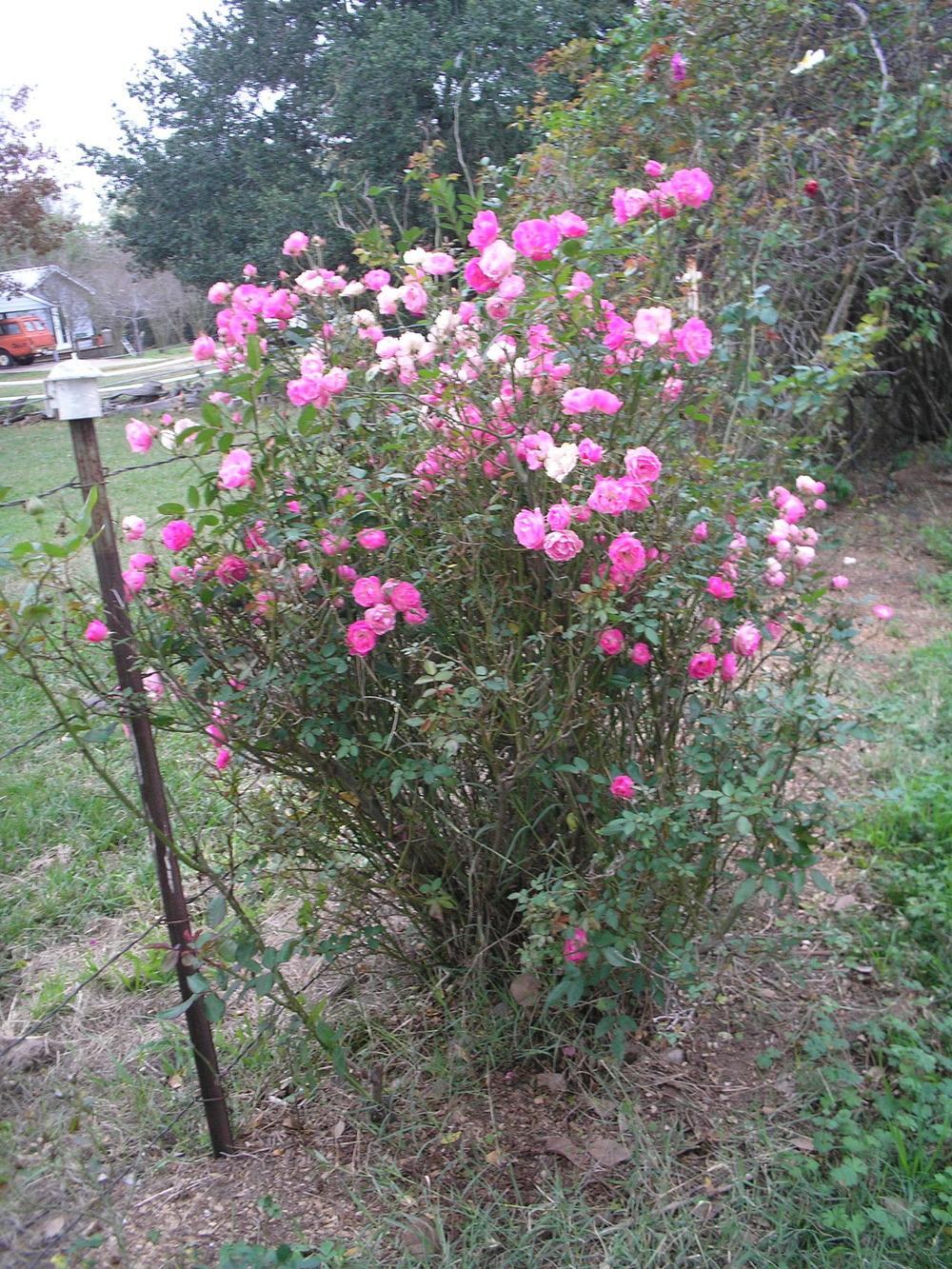 Photo of Rose (Rosa 'Archduke Charles') uploaded by porkpal