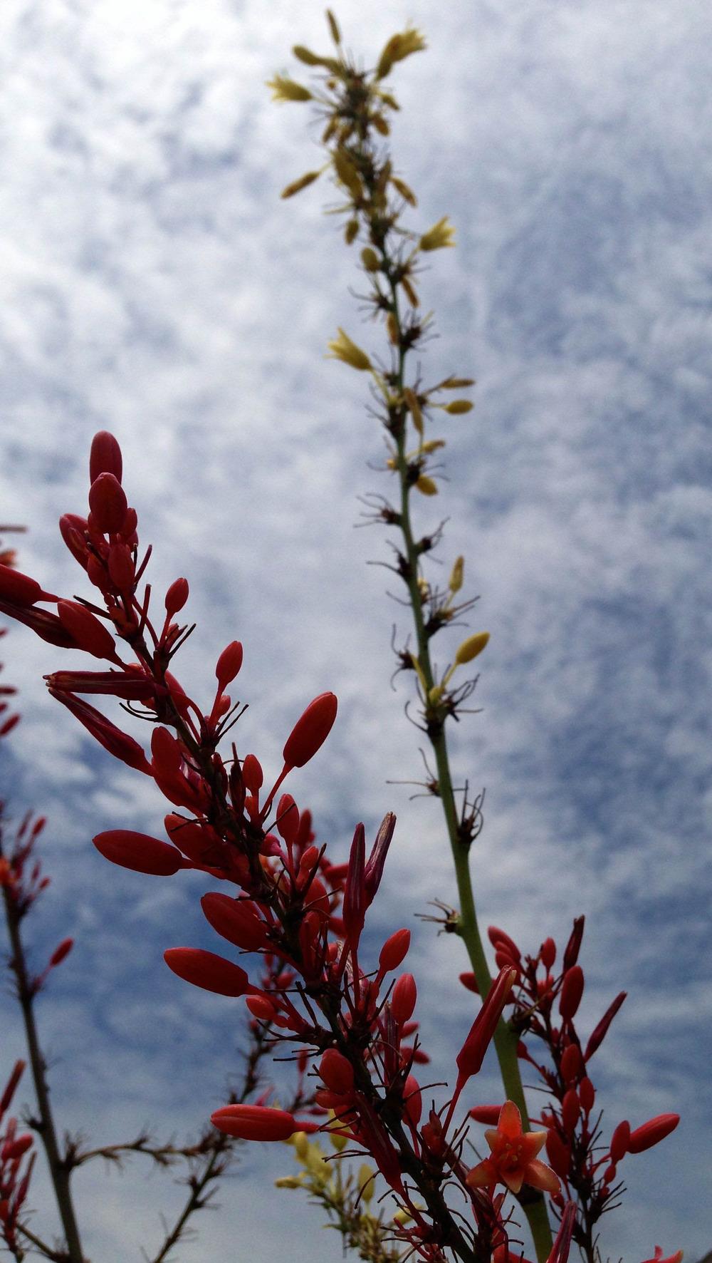 Photo of Red Yucca (Hesperaloe parviflora) uploaded by clintbrown