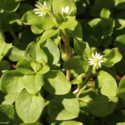 Wintertime Is Chickweed Time