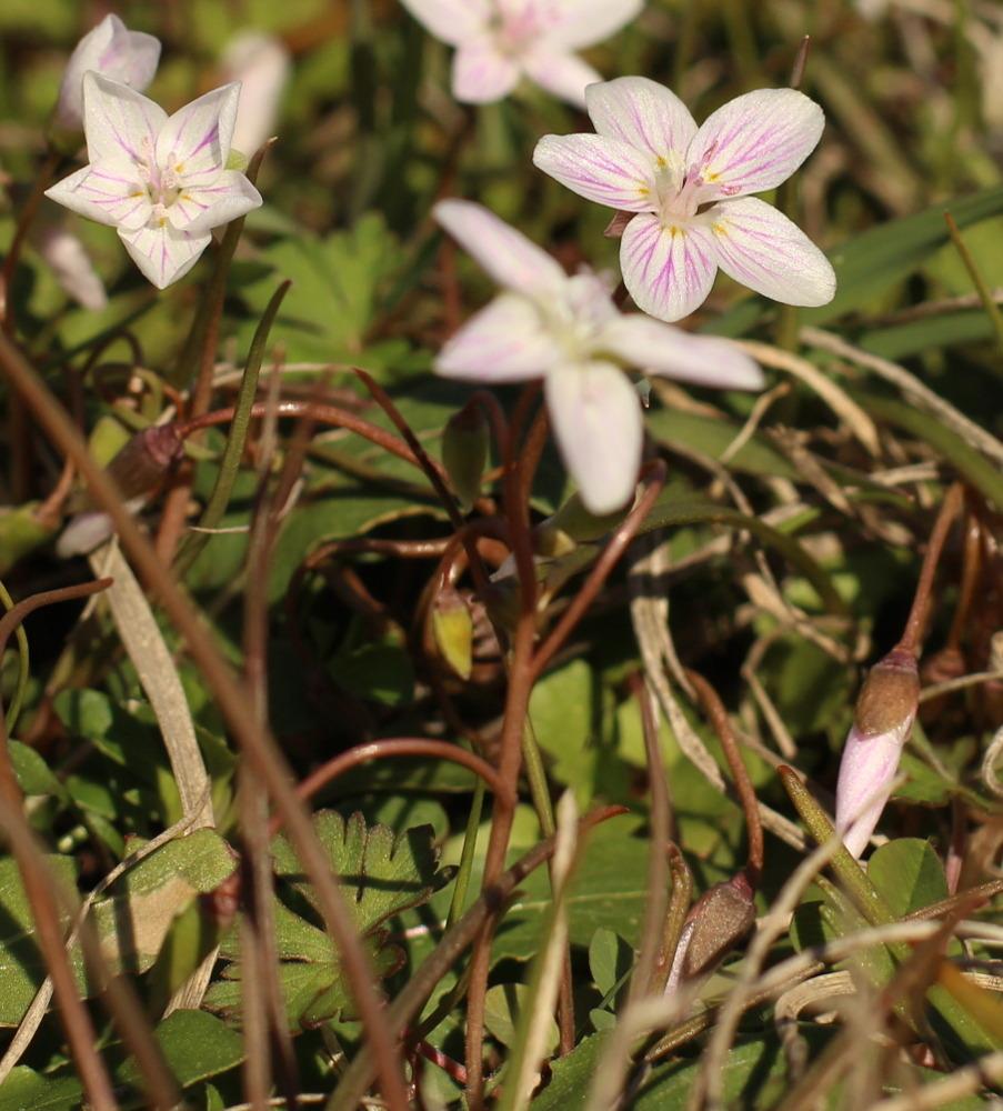 Photo of Spring Beauty (Claytonia virginica) uploaded by dave