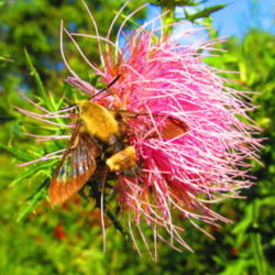 Location: central Illinois
Date: 2012-08-20
Clearwing Hummingbird Moth