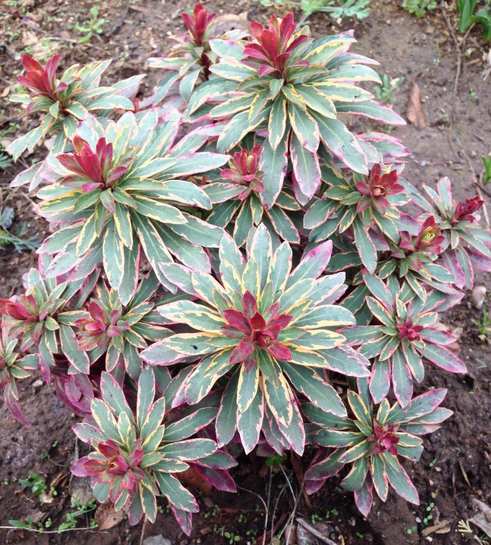 Photo of Euphorbia (Euphorbia x martini Helena's Blush™) uploaded by HamiltonSquare