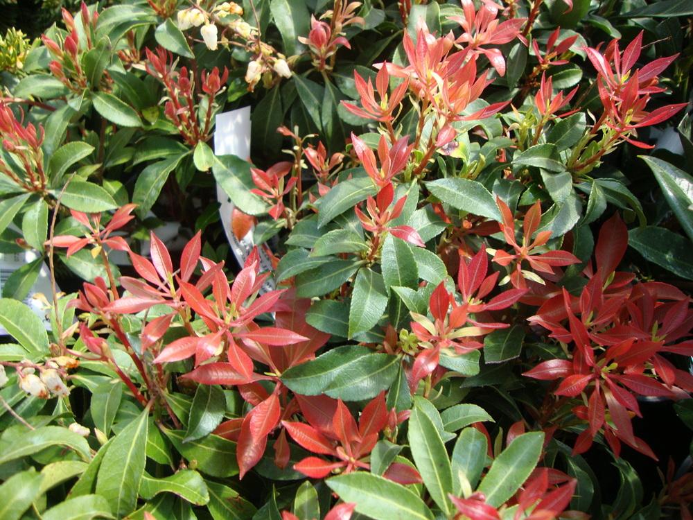 Photo of Red-Tipped Photinia (Photinia 'Fraseri') uploaded by Paul2032