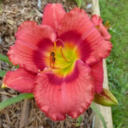 Location: Brown City, Michigan
Date: 2013-07-08
Bloom after a spring planting, very impressive.