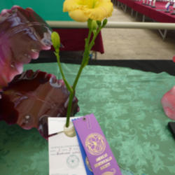 Location: Michigan
Date: 2013-07-15
Winner of Best Small at 2013 Southern Michigan Daylily Society Ex