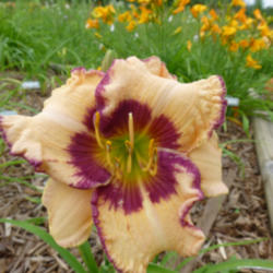 Location: Brown City, Michigan
Date: 2013-07-08
Bloom after a spring planting, very impressive.