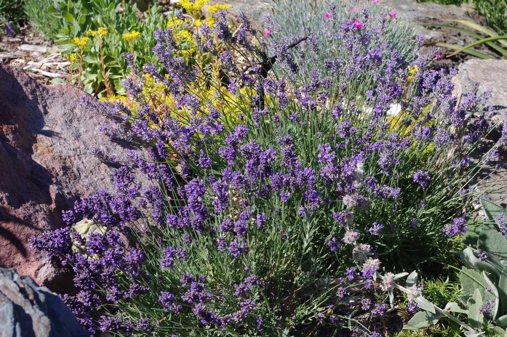 Photo of English Lavender (Lavandula angustifolia 'Hidcote') uploaded by dirtdorphins