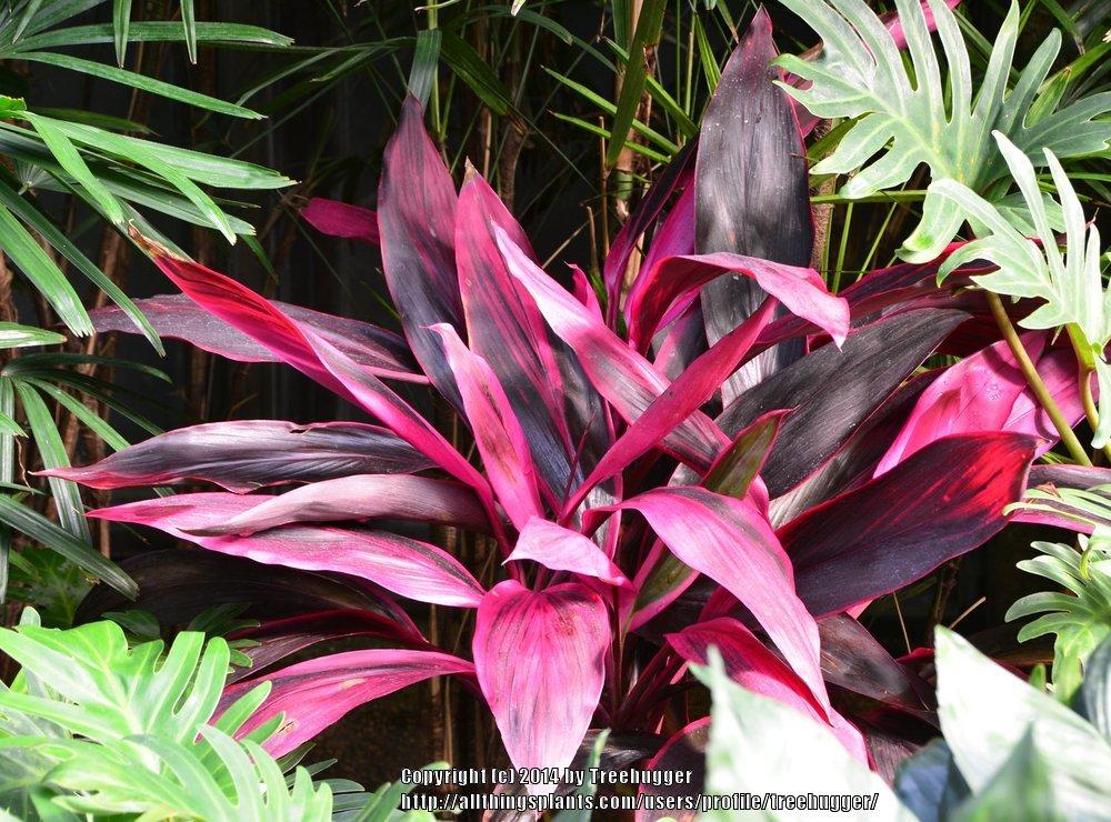Photo of Ti Plant (Cordyline fruticosa 'Red Sister') uploaded by treehugger