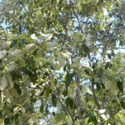 Location: Macleay Island, Queensland, Australia
Date: 2014-02-16
Soap Tree, leaves have a high saponin content, used to froth wate