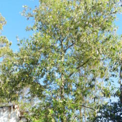 Location: Macleay Island, Queensland, Australia
Date: 2014-02-16
Soap Tree, leaves have a high saponin content, used to froth wate