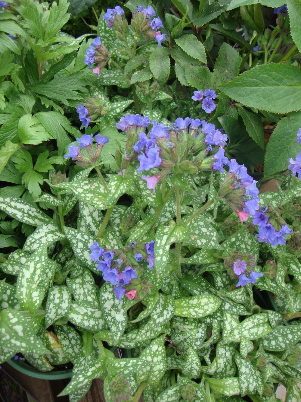 Photo of Lungwort (Pulmonaria 'Trevi Fountain') uploaded by Paul2032