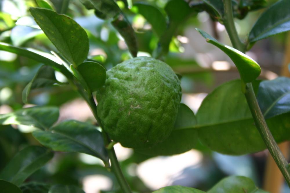 Photo of Kaffir Lime (Citrus hystrix) uploaded by jon
