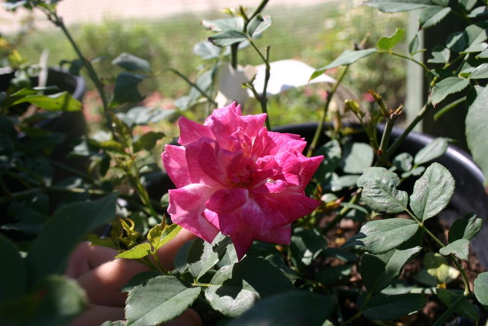 Photo of Rose (Rosa 'Archduke Charles') uploaded by jon