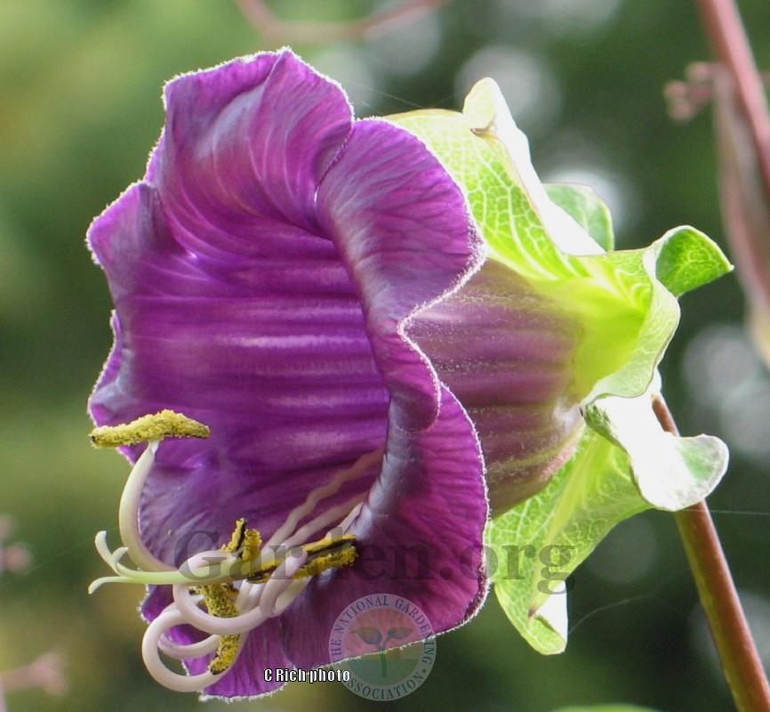 Photo of Cup and Saucer Vine (Cobaea scandens) uploaded by Char