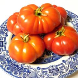 Location: Bordentown NJ kitchen
Date: August
The tomatoes look larger than they really are; the plate is only 