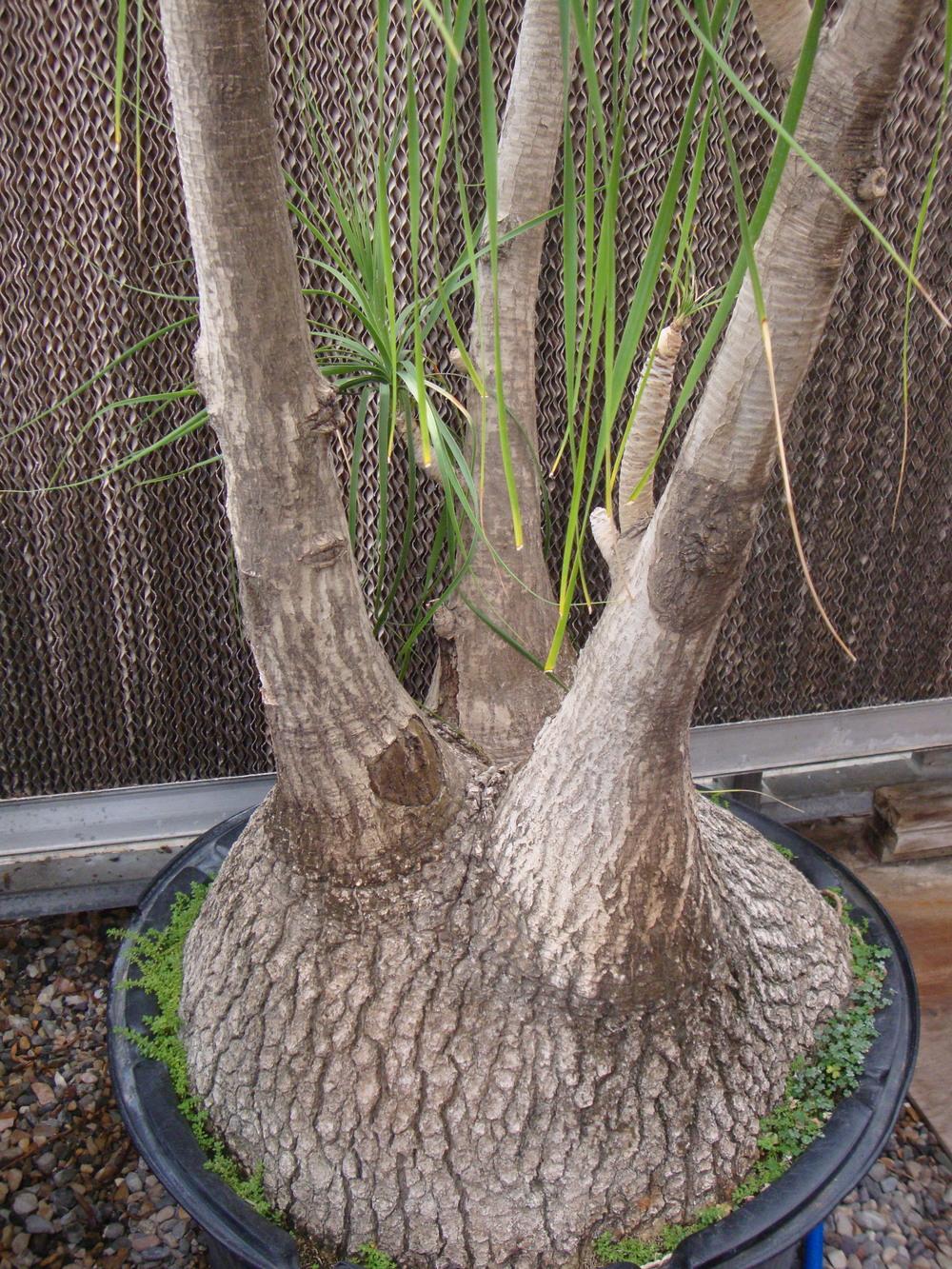 Photo of Ponytail Palm (Beaucarnea recurvata) uploaded by Paul2032