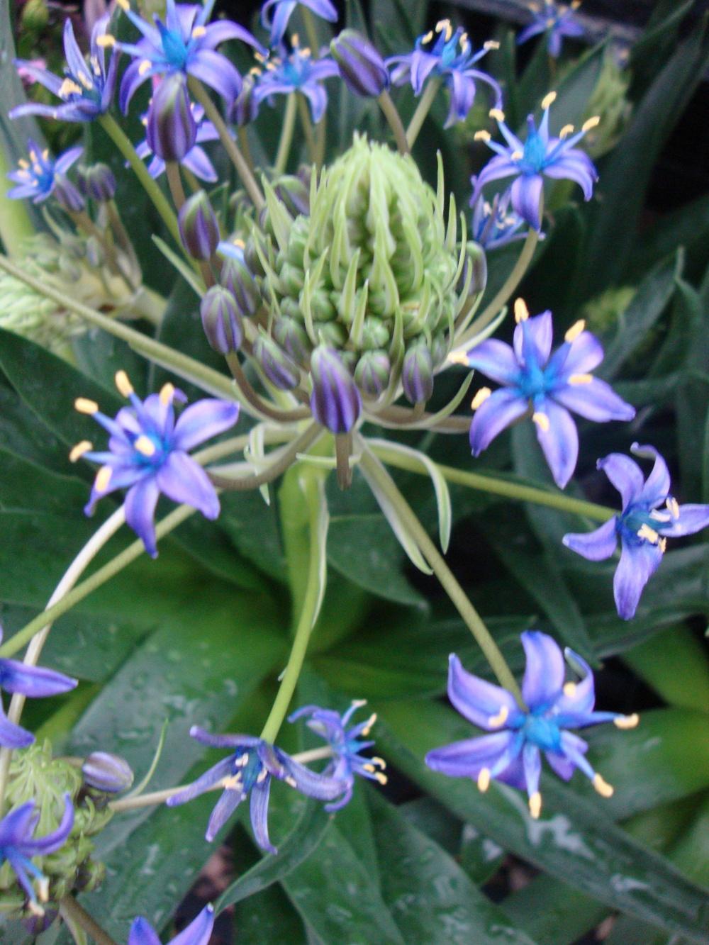 Photo of Peruvian Lily (Scilla peruviana) uploaded by Paul2032