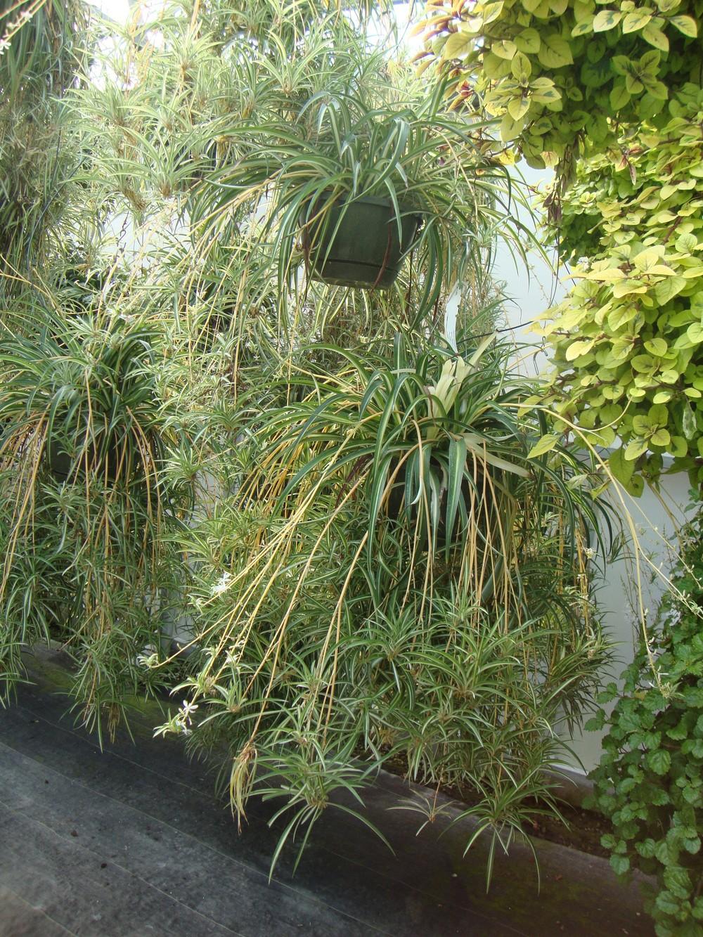 Photo of Spider Plant (Chlorophytum comosum) uploaded by Paul2032