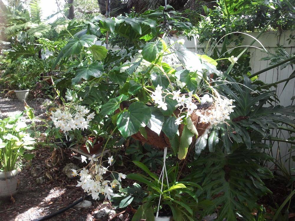 Photo of Begonia (Begonia obliqua) uploaded by dyzzypyxxy