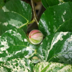 Location: my garden, Sarasota FL
Date: 2014-02-08
This plant is putting out new leaves and fruit during our cool we