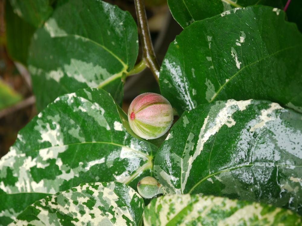 Photo of Variegated Clown Fig (Ficus aspera) uploaded by dyzzypyxxy