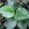 eMonocot Team Schismatoglottis CATE Araceae http://araceae.e-mono