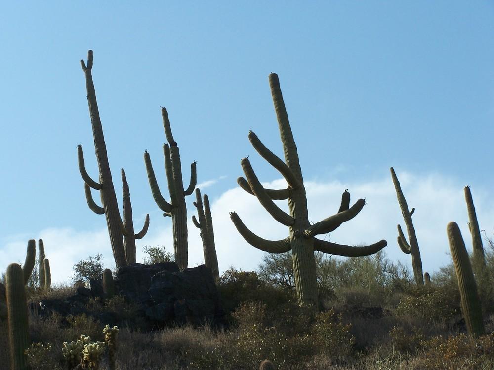 Photo of Saguaro (Carnegiea gigantea) uploaded by jmorth