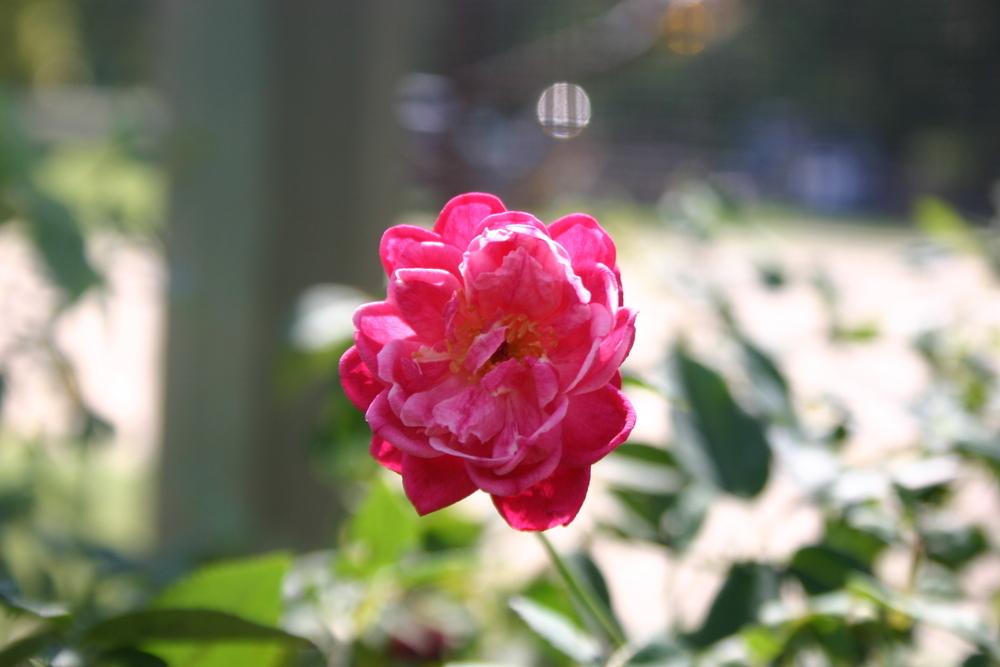Photo of China Rose (Rosa 'Cramoisi Superieur') uploaded by jon