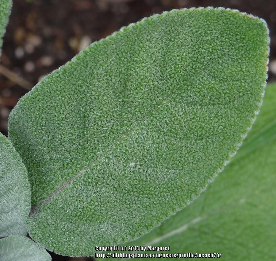 Photo of Garden Sage (Salvia officinalis 'Grower's Friend') uploaded by mcash70