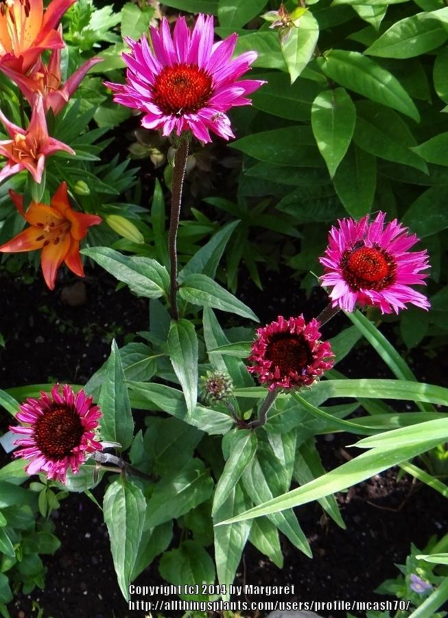 Photo of Coneflower (Echinacea 'Fatal Attraction') uploaded by mcash70
