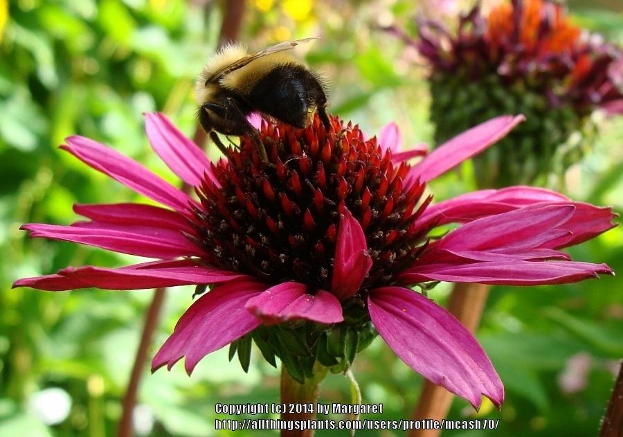 Photo of Coneflower (Echinacea 'Fatal Attraction') uploaded by mcash70