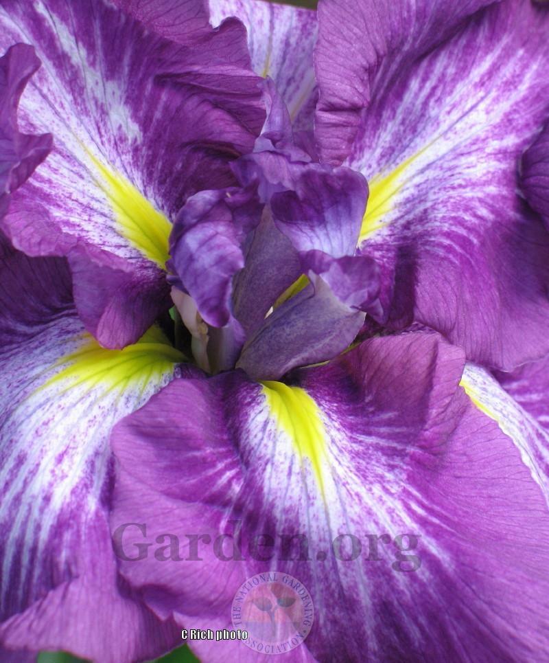 Photo of Japanese Iris (Iris ensata 'Greywoods Gypsy Spirit') uploaded by Char