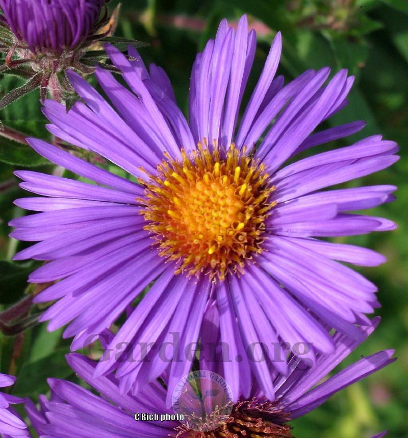 Photo of New England Aster (Symphyotrichum novae-angliae) uploaded by Char
