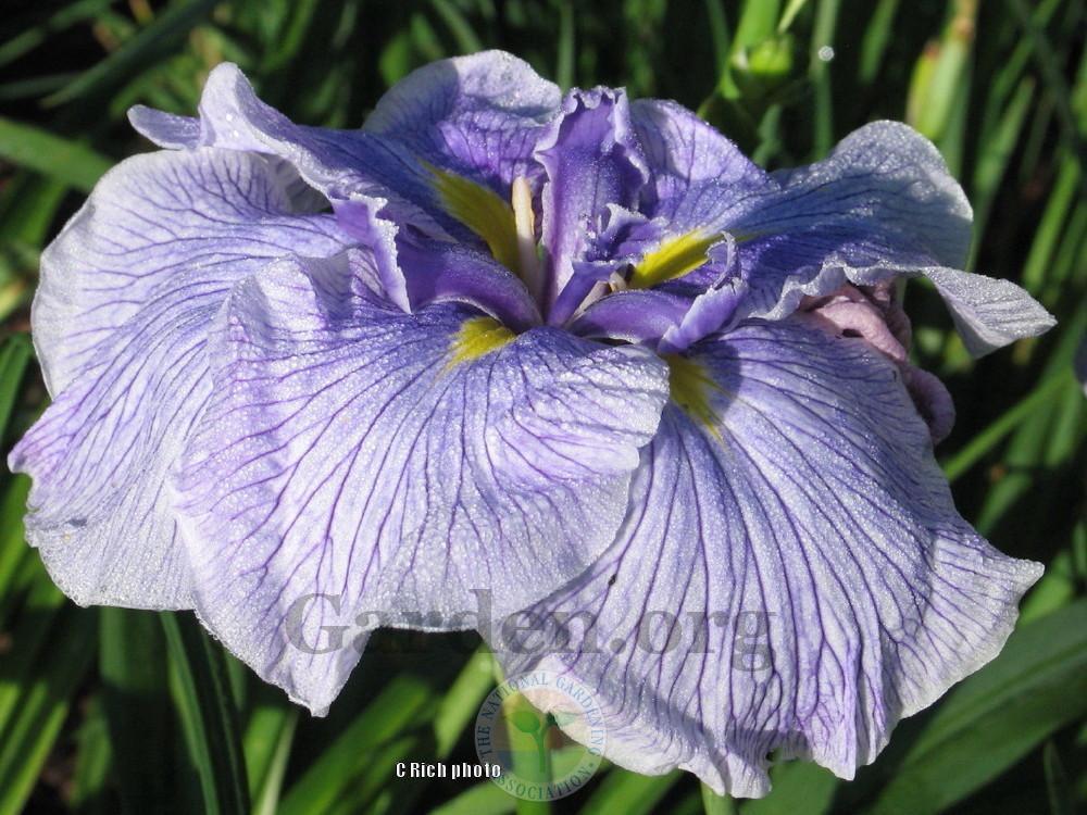 Photo of Japanese Iris (Iris ensata 'Greywoods Royal Antics') uploaded by Char