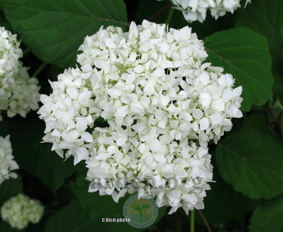 Photo of Smooth Hydrangea (Hydrangea arborescens 'Annabelle') uploaded by Char