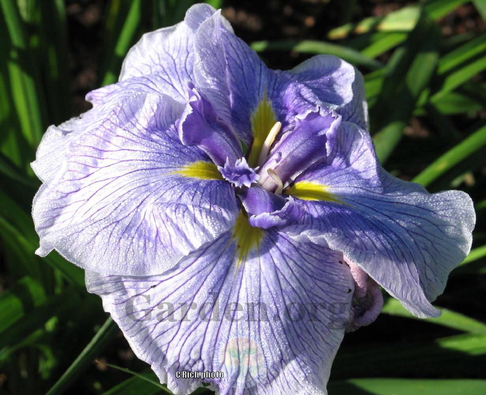 Photo of Japanese Iris (Iris ensata 'Greywoods Royal Antics') uploaded by Char