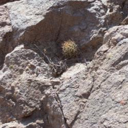 Location: Superstition Mtns, Arizona
Date: July 2007
Often found growing right out of a cliff's face