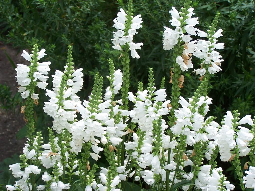 Photo of Obedient Plant (Physostegia virginiana 'Summer Snow') uploaded by jmorth
