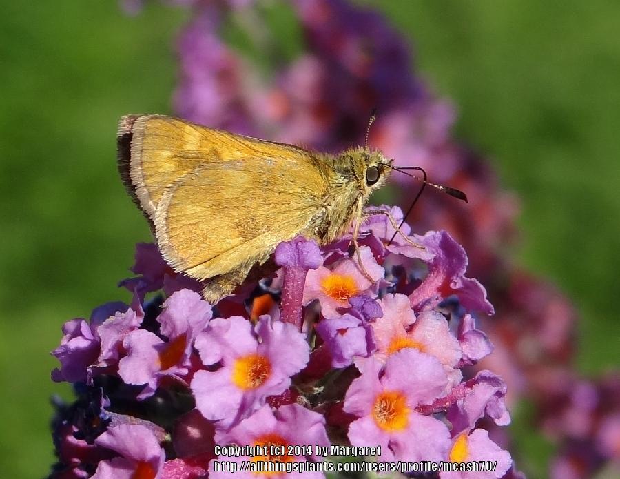 Photo of Butterfly Bush (Buddleja Flutterby Grande™ Peach Cobbler) uploaded by mcash70