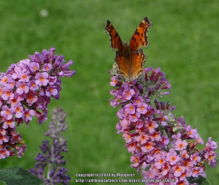 Photo of Butterfly Bush (Buddleja Flutterby Grande™ Peach Cobbler) uploaded by mcash70