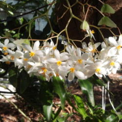 Location: my garden, Sarasota FL
Date: 2012-04-27