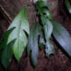eMonocot Team Rhaphidophora CATE Araceae http://araceae.e-monocot