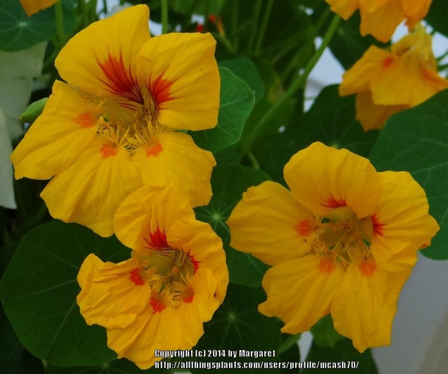 Photo of Nasturtium (Tropaeolum majus 'Alaska Mixed') uploaded by mcash70
