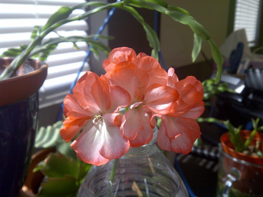 Photo of Geranium (Pelargonium Stardom Orange Bicolor) uploaded by patty3411
