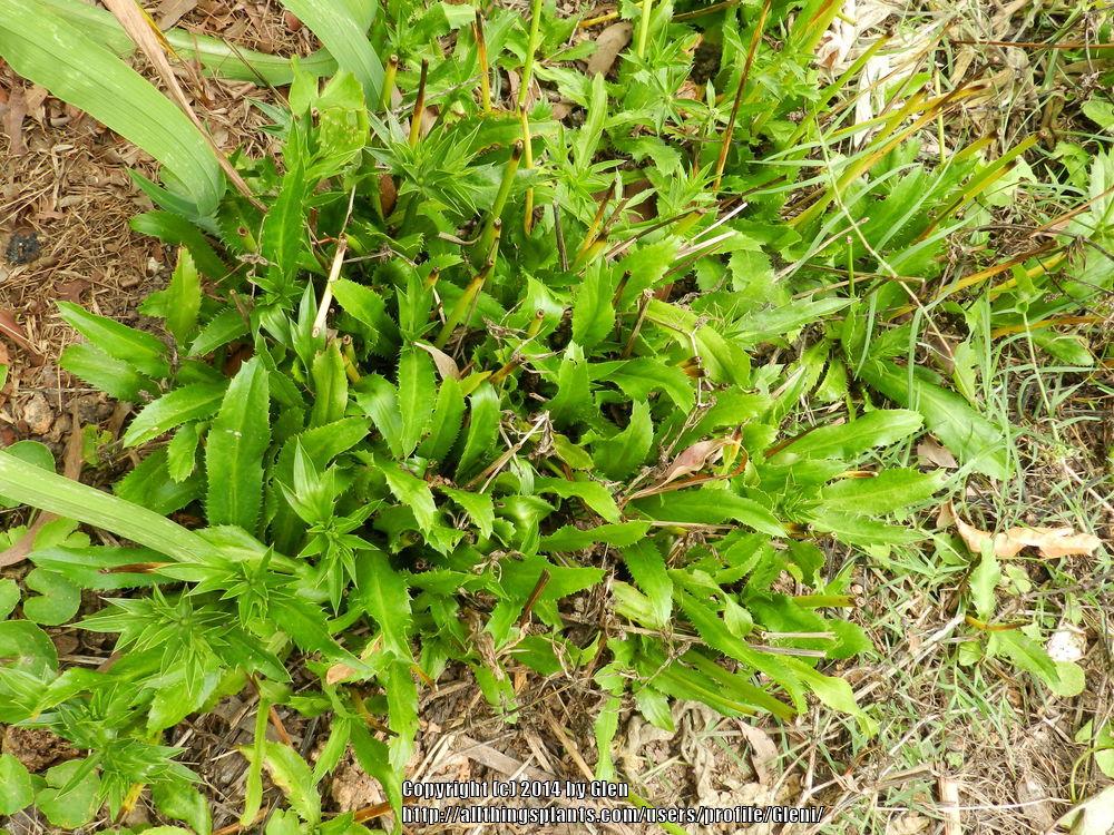 Photo of Culantro (Eryngium foetidum) uploaded by Gleni